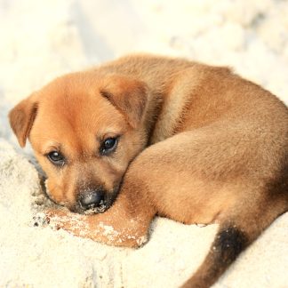 Dog (Canine) Hair Testing - Hair Tissue Mineral Analysis (HTMA)