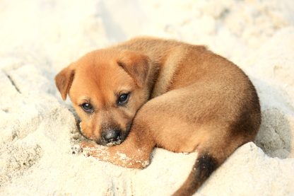 Dog (Canine) Hair Testing - Hair Tissue Mineral Analysis (HTMA)