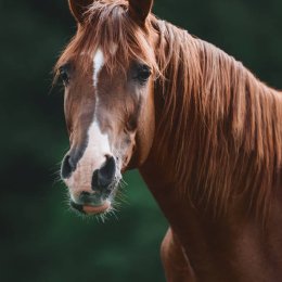 Horse (Equine) Hair Testing - Hair Tissue Mineral Analysis (HTMA)